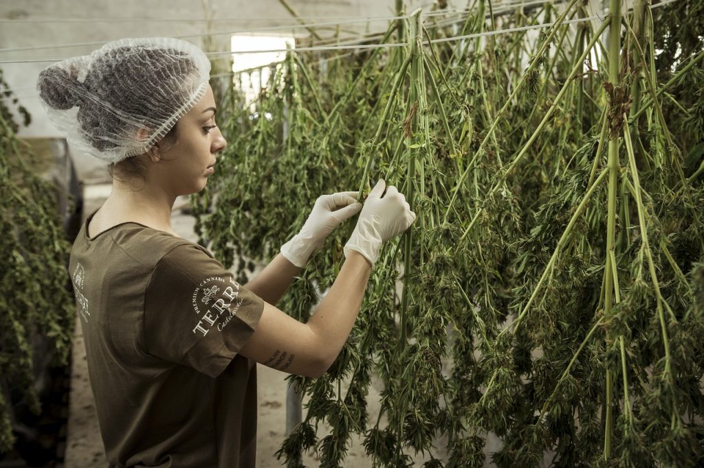 Cannabis production