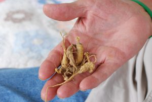 Ginseng roots