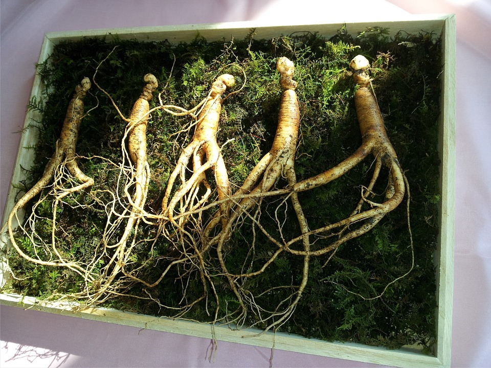 Ginseng looks like people