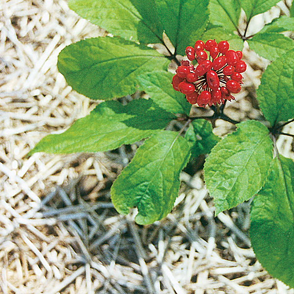 Ginseng panax with berries