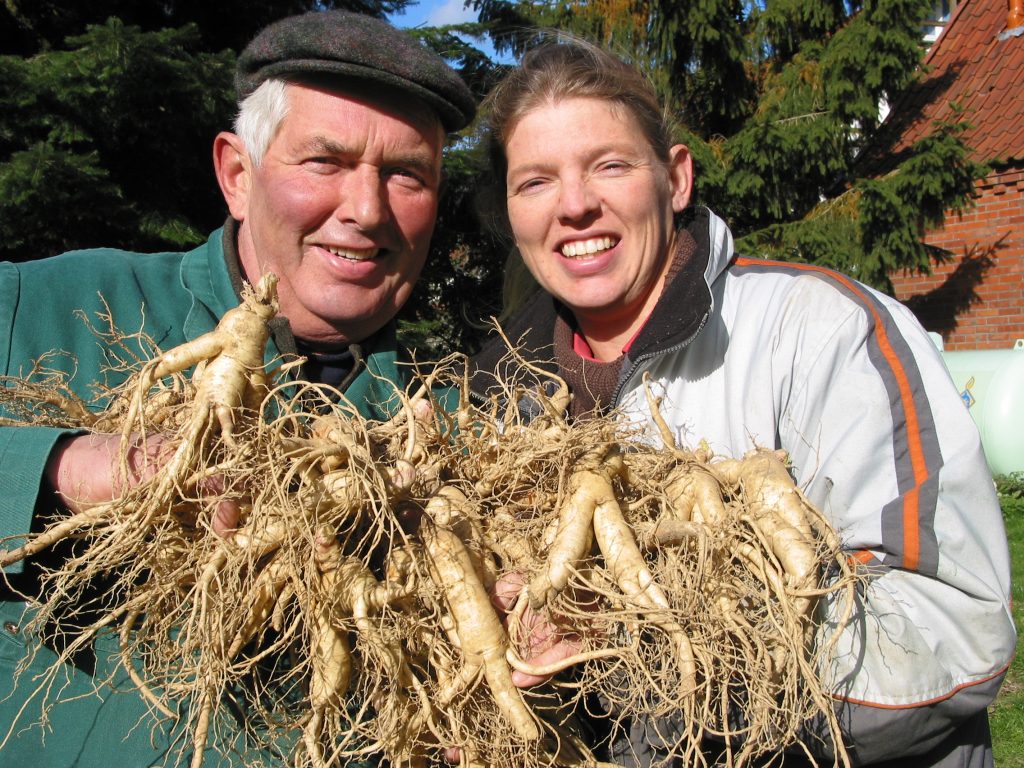 Harvesting panax