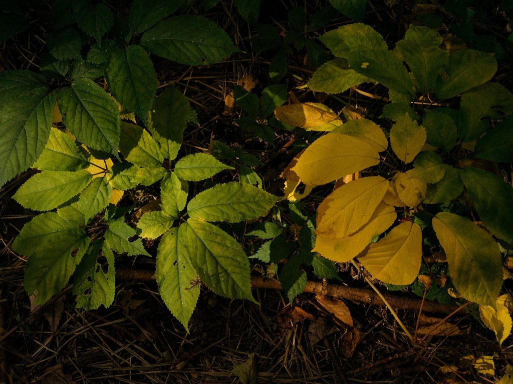 Hunt for ginseng