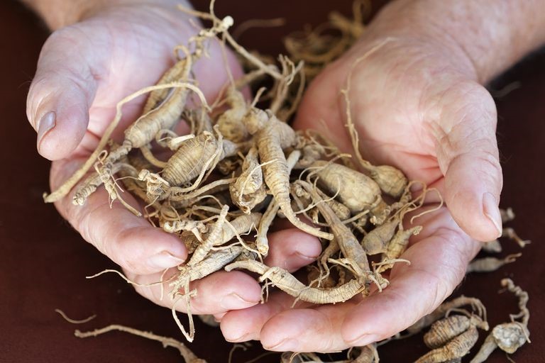 Man holding American ginseng