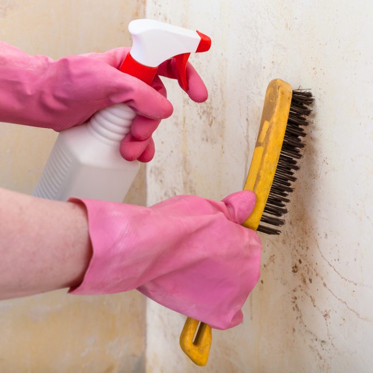 Top Methods To Clean Mould From Your House Altitude Branding