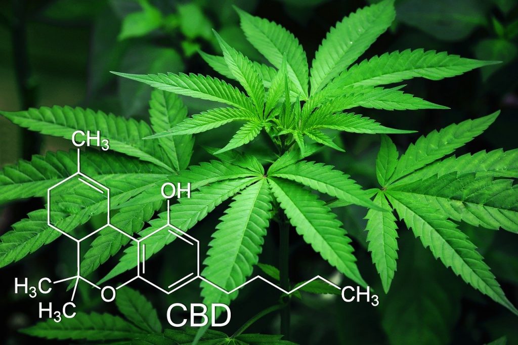 The origins of CBD