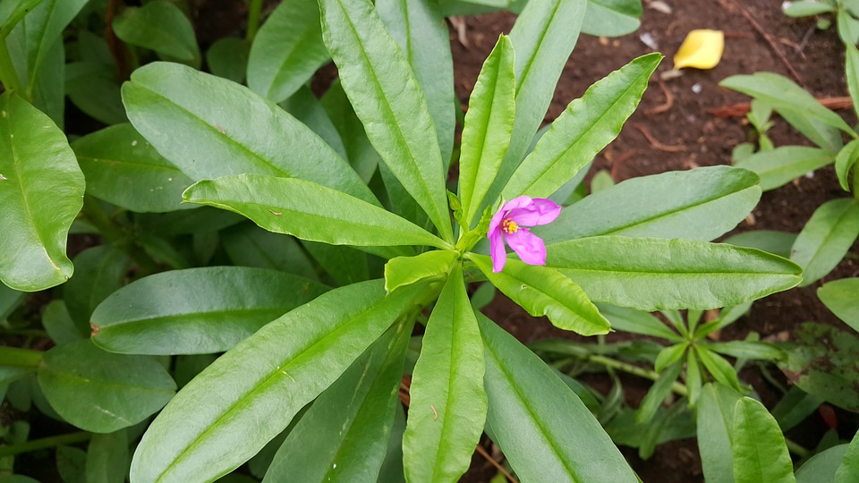 Ginseng plant